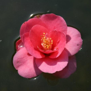 IMG 1513 2 800x533