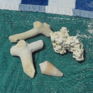 DSCF0194