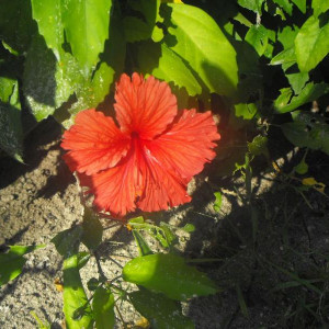 DSCF0589