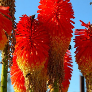 Primavera Em Flor