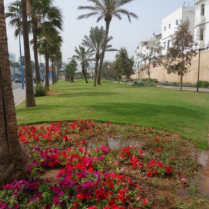 Casablanca 12