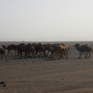 16 - Merzouga