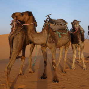 1 Deserto