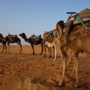 5 Deserto