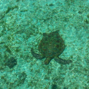 Tartaruga