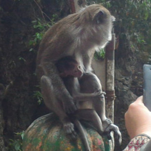 Mãe macaco e bébé- Batu Caves
