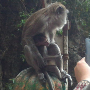 Mãe macaco e bébé- Batu Caves