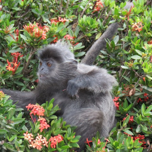 Silverleaf monkey