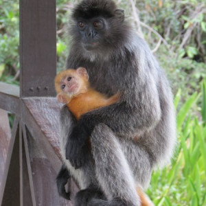 Silverleaf Monkey