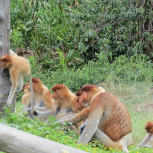 Proboscis Monkeys