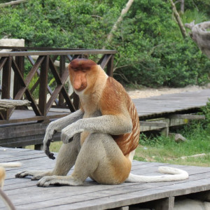 Macho "Narigudo"