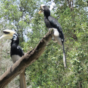 Hornbills