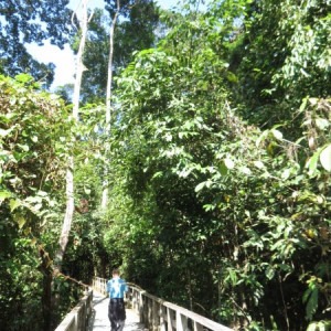 Sepilok Jungle