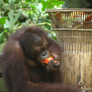 Orangutango