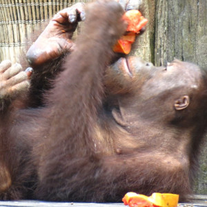Orangutango