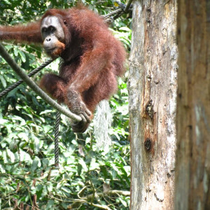 Orangutango