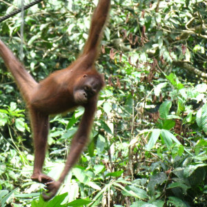 Orangutango