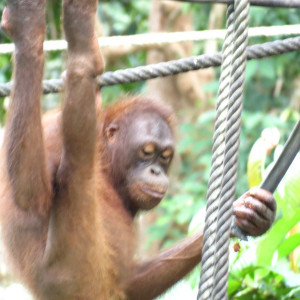 Orangutango