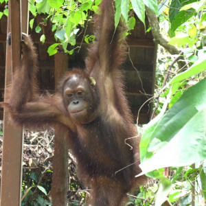 Orangutango