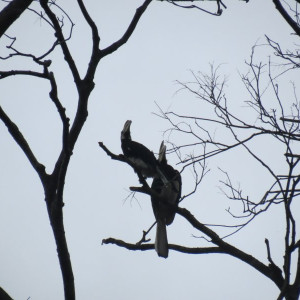 Hornbill - Kinabatangan River