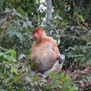 Narigudos - Kinabatangan River