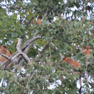Narigudos - Kinabatangan River