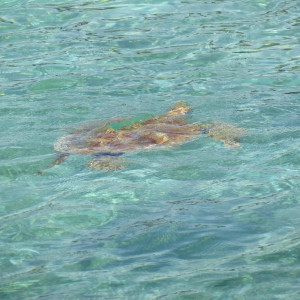 Tartarugas