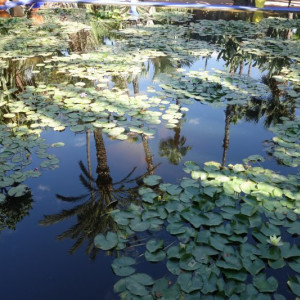 Marraquexe 18 Jardim Majorelle