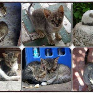 Gatinhos