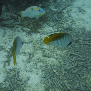 DSCF4127