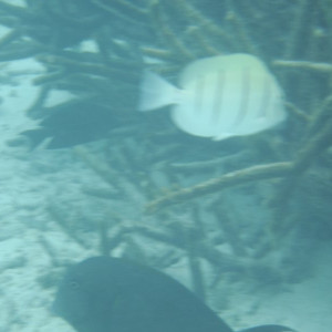 DSCF4135