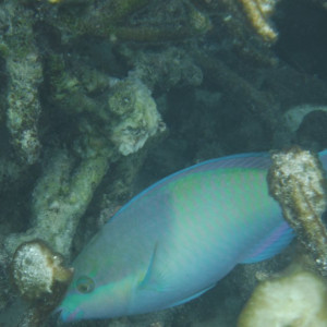DSCF4141