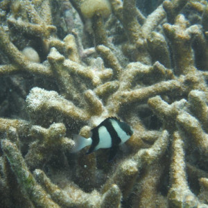 DSCF4151