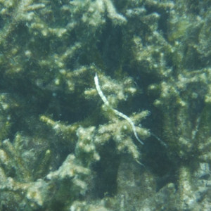 DSCF4386