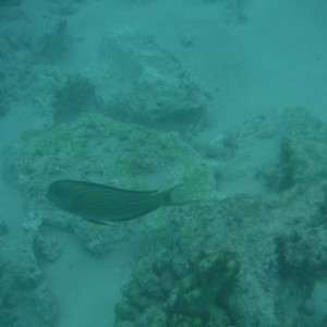 DSCF4438