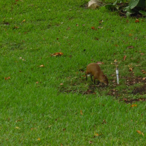 Animal1