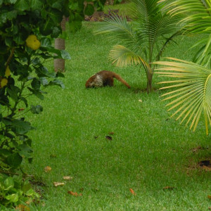 Animal4