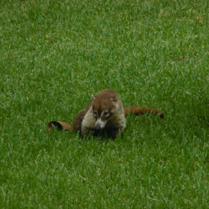 Animal5