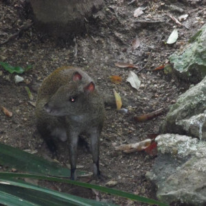Animal7