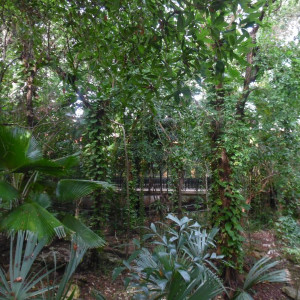 Jardim6