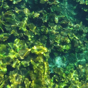Tankah - Cenote