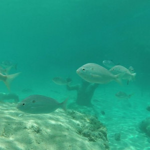 Xcaret - Seatrek