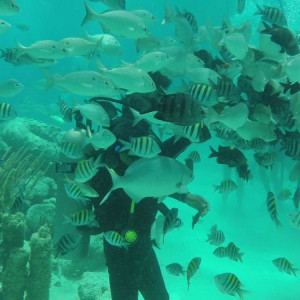Xcaret - Seatrek
