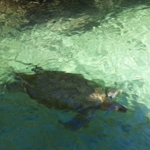 Xcaret