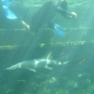 Xcaret