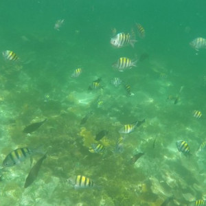 Isla Contoy - Snorkelling