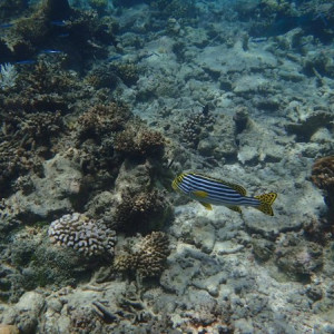 P6100152