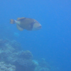 P6130383