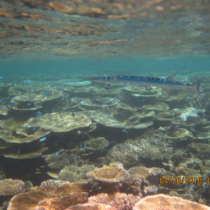 Maldivas 2010 307