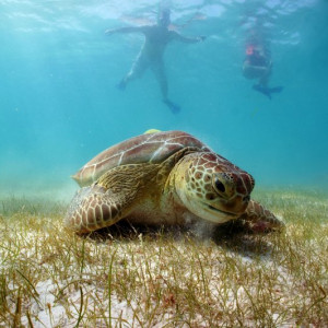 Akumal1